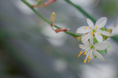 Makro fotoğraf küçük beyaz çiçekler yakın plan fotoğraf