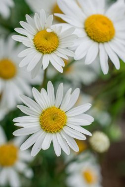 Yaz günü çayır arka planda Daisy çiçeği yakın plan