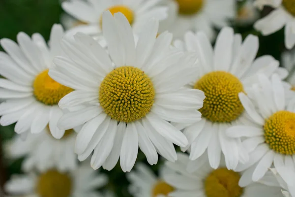 Yaz Günü Çayır Arka Planda Daisy Çiçeği Yakın Plan — Stok fotoğraf