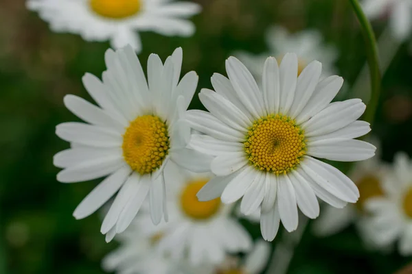 Daisy Flor Close Fundo Prado Dia Verão — Fotografia de Stock