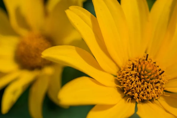 beautiful colorful summer  flowers in the garden