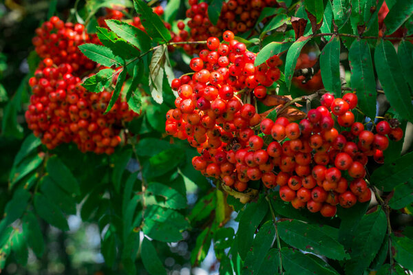 Arrowwood (Viburnum) black berrys  on green branch in a garden