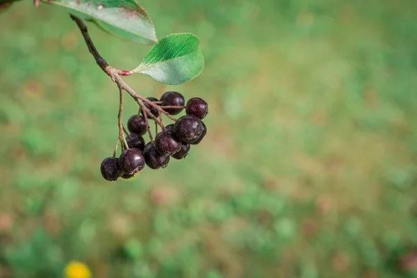 Arrowwood Viburnum Μαύρο Berrys Πράσινο Κλαδί Κήπο — Φωτογραφία Αρχείου