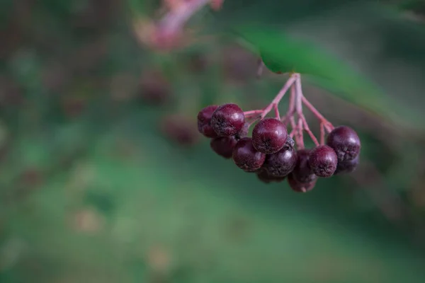 Arrowwood Viburnum Μαύρο Berrys Πράσινο Κλαδί Κήπο — Φωτογραφία Αρχείου