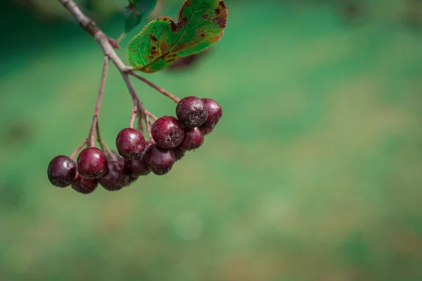 Arrowwood Viburnum Μαύρο Berrys Πράσινο Κλαδί Κήπο — Φωτογραφία Αρχείου