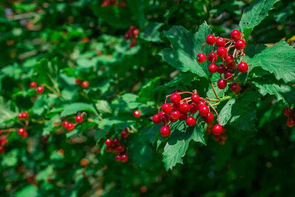 Червоний Ліс Viburnum Чорний Беррі Зеленій Гілці Саду — стокове фото