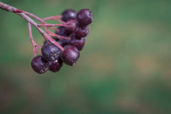 Arrowwood Viburnum Berrys Pretos Ramo Verde Jardim — Fotografia de Stock