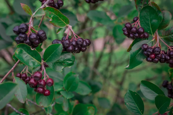 Arrowwood Viburnum Μαύρο Berrys Πράσινο Κλαδί Κήπο — Φωτογραφία Αρχείου