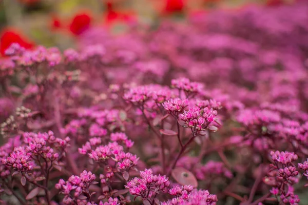 Hermosas Flores Verano Colores Jardín —  Fotos de Stock