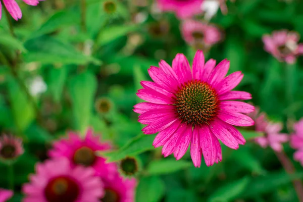 Hermosas Flores Equinácea Purpurea Creciendo Jardín Selectiv —  Fotos de Stock