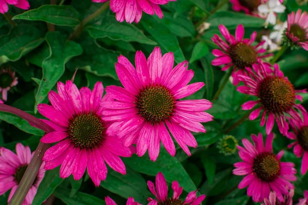 Piękne Kwiaty Echinacea Purpurea Rosnące Ogrodzie Selektyw — Zdjęcie stockowe