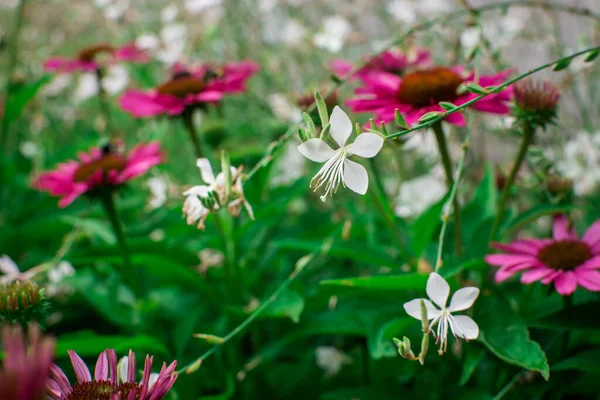 Schöne Echinacea Purpurea Blüht Garten Selektiv — Stockfoto