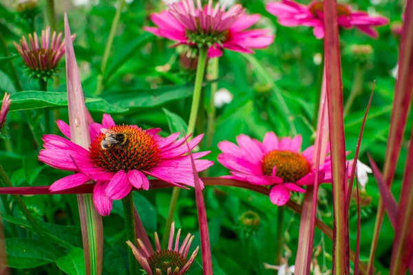 Beautiful Echinacea Purpurea Flowers Growing Garden Selectiv — Stock Photo, Image