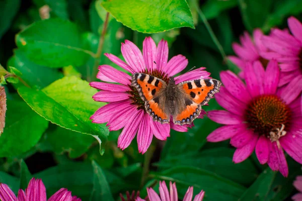 Beautiful Echinacea Purpurea Flowers Growing Garden Selectiv — Stock Photo, Image