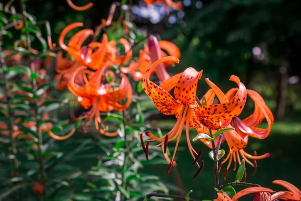 Belas Flores Coloridas Verão Jardim — Fotografia de Stock