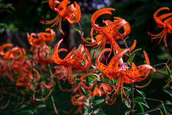 Bahçedeki Güzel Renkli Yaz Çiçekleri — Stok fotoğraf