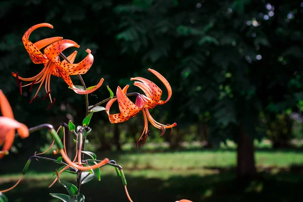 beautiful colorful summer  flowers in the garden