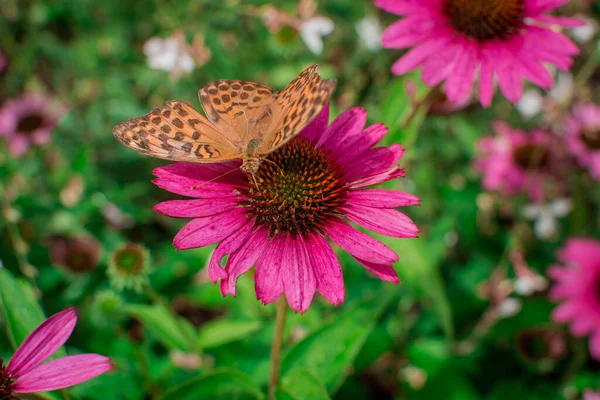 Beautiful Echinacea Purpurea Flowers Growing Garden Selectiv — Stock Photo, Image