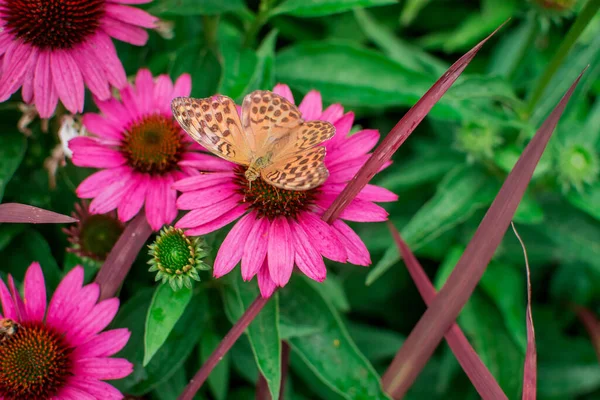 Schöne Echinacea Purpurea Blüht Garten Selektiv — Stockfoto