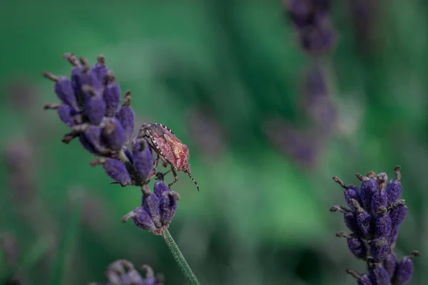 Барвистий Фон Фіолетовими Квітами Лаванди Природі — стокове фото