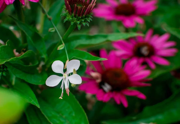Hermosas Flores Equinácea Purpurea Creciendo Jardín Selectiv —  Fotos de Stock