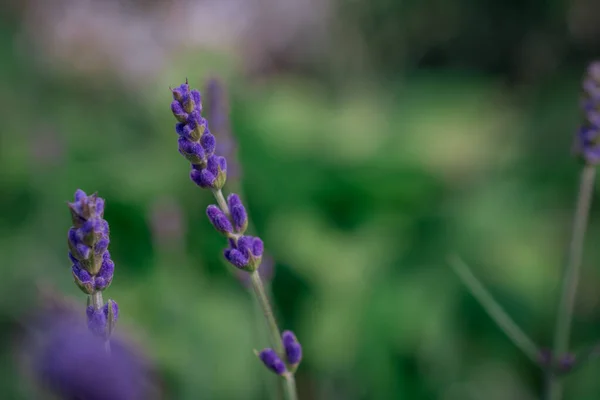 Kleurrijke Achtergrond Met Paarse Lavendel Bloemen Natuur — Stockfoto