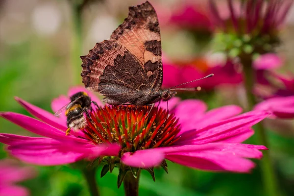 Hermosas Flores Equinácea Purpurea Creciendo Jardín Selectiv — Foto de Stock