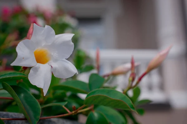 Makro Foto Små Vita Blommor Närbild Foto — Stockfoto