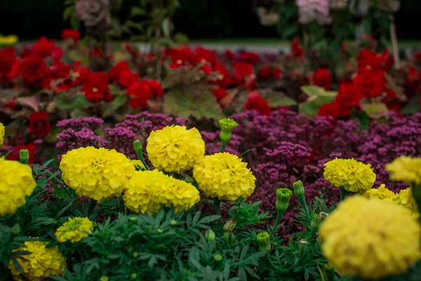 Sarı Rudbeckia Çiçek Veya Gloriosa Daisy Yaz Çiçek — Stok fotoğraf