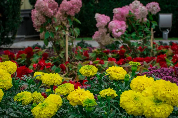 Žluté Květy Rudbeckia Nebo Gloriosa Sedmikrásky Letní Květiny — Stock fotografie