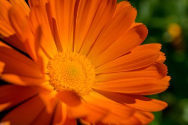 Bahçede çiçek açan takvim çiçeği.