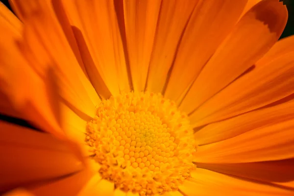Цветок Календулы Цветке Саду — стоковое фото