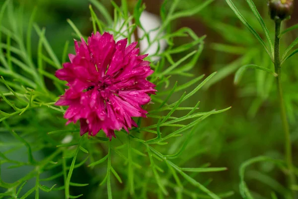 Fiordaliso Rosa Sul Campo Estivo — Foto Stock