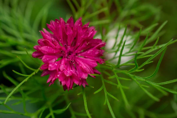 Рожева Кукурудзяна Квітка Літньому Полі — стокове фото