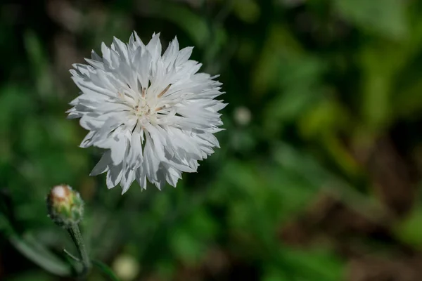 Біла Кукурудзяна Квітка Літньому Полі — стокове фото