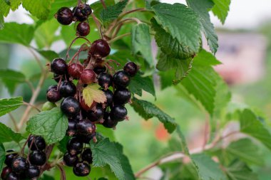 Kuru üzümlü kuşüzümü.