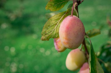 Ağaçta gün ışığında erik meyvesi