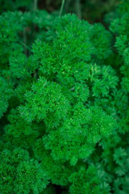 Bahçede yeşil maydanoz