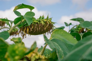 Yazın hasat zamanı güzel ayçiçeği tarlası