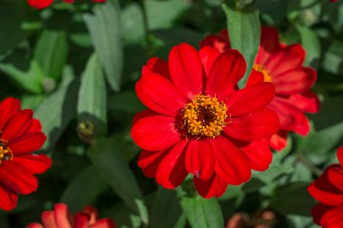 Pembe Dhalia Çiçeğinin Kapanışı