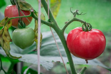 Arka planda yeşil domatesli taze armut domatesleri