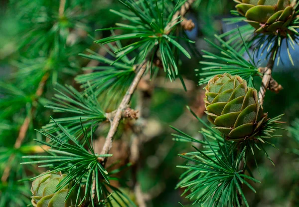 Close Conifer Branch Lots Cones — Stock Photo, Image