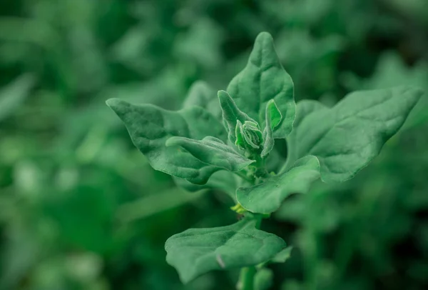 Spinat Wächst Gemüsebeet — Stockfoto