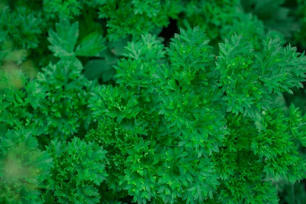 Groene Peterselie Toppen Tuin — Stockfoto