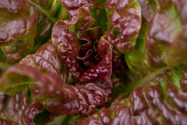 Different Kinds Lettuce Vegetable Garden — Stock Photo, Image