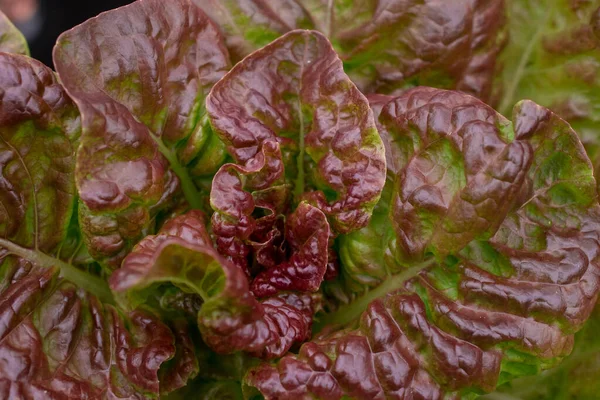 Different Kinds Lettuce Vegetable Garden — Stock Photo, Image