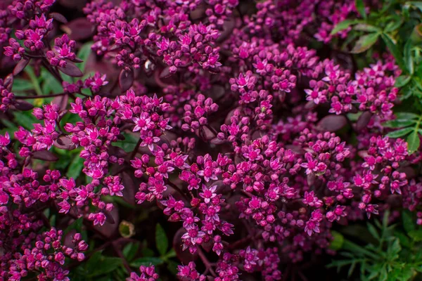 Hermosas Flores Verano Colores Jardín — Foto de Stock