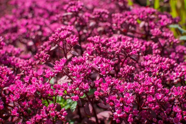Krásné Barevné Letní Květiny Zahradě — Stock fotografie