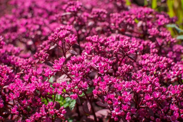 beautiful colorful summer  flowers in the garden