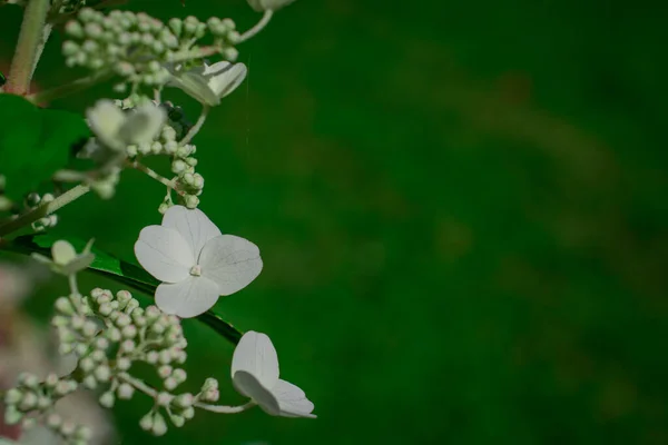 Hortensia Colores Brillantes Jardín Detalle Flor —  Fotos de Stock
